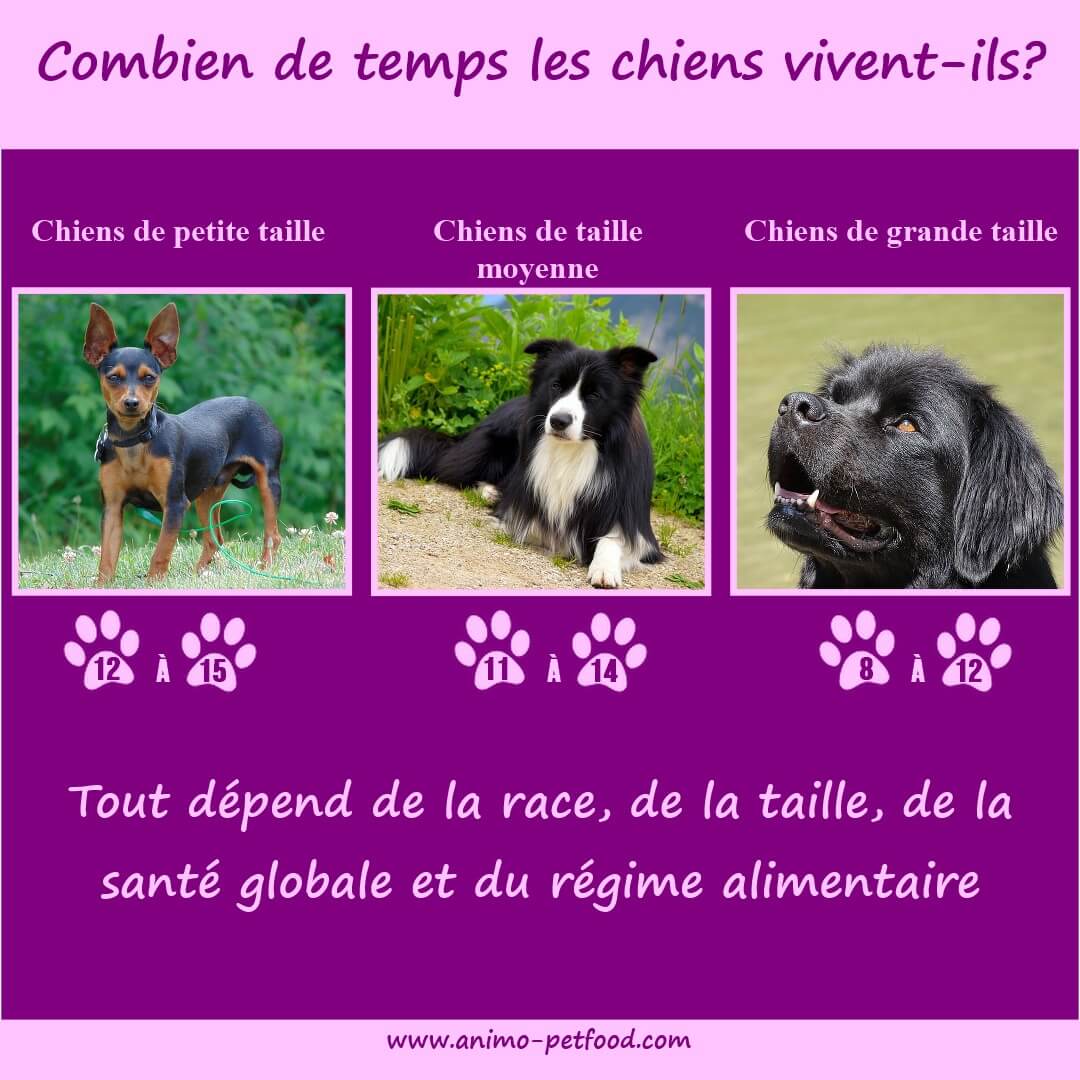 longévité chez le chien- espérance de vie  du chien- Combien de temps peut vivre un chien